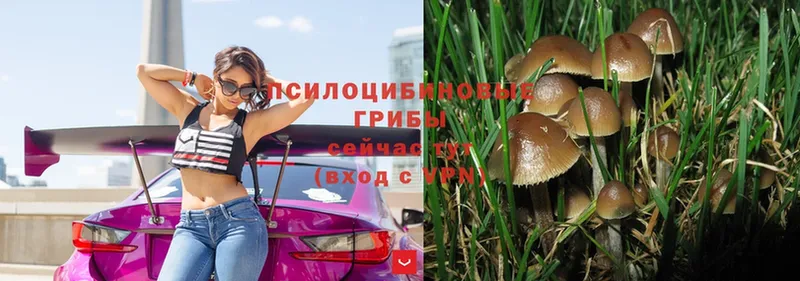 Псилоцибиновые грибы Psilocybe  сколько стоит  Верхняя Тура 